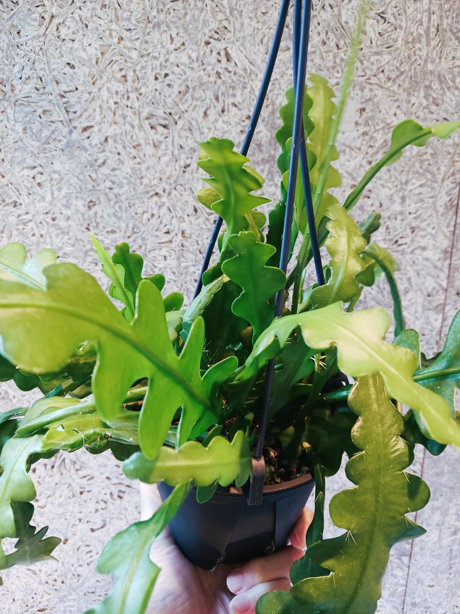 p2x_official's tweet photo. 🌿エピフィラムアングリガー🌵

スタッフイチ押し！トゲのないサボテン
癒しをくれますね😊

＃P2 #ピーツー ＃JR博多シティ #博多
#エピフィラムアングリガー  #フィッシュボーンカクタス
#ジグザグサボテン #観葉植物 #プランツ https://t.co/zkU4HOl9OT