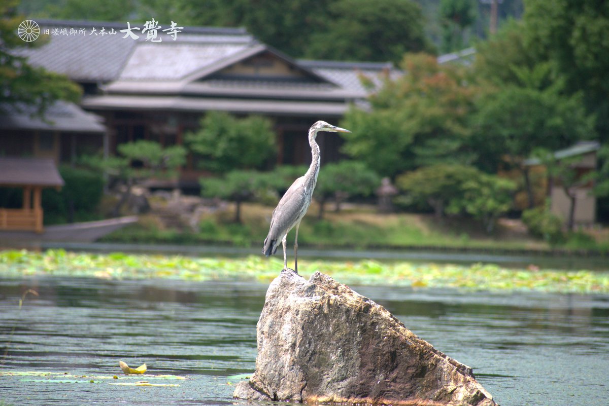 公式】旧嵯峨御所 大本山大覚寺 (@kyoto_daikakuji) / Posts / X