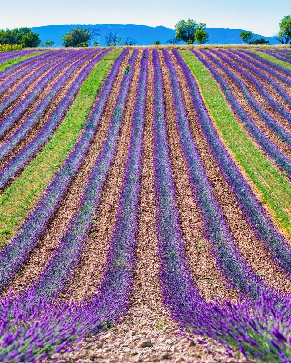 La_Gomme's tweet photo. Fermez les yeux, respirez... Vous y êtes. Le parfum du Sud à perte de vue. 💜 ✨ https://t.co/swIgbBG8xr