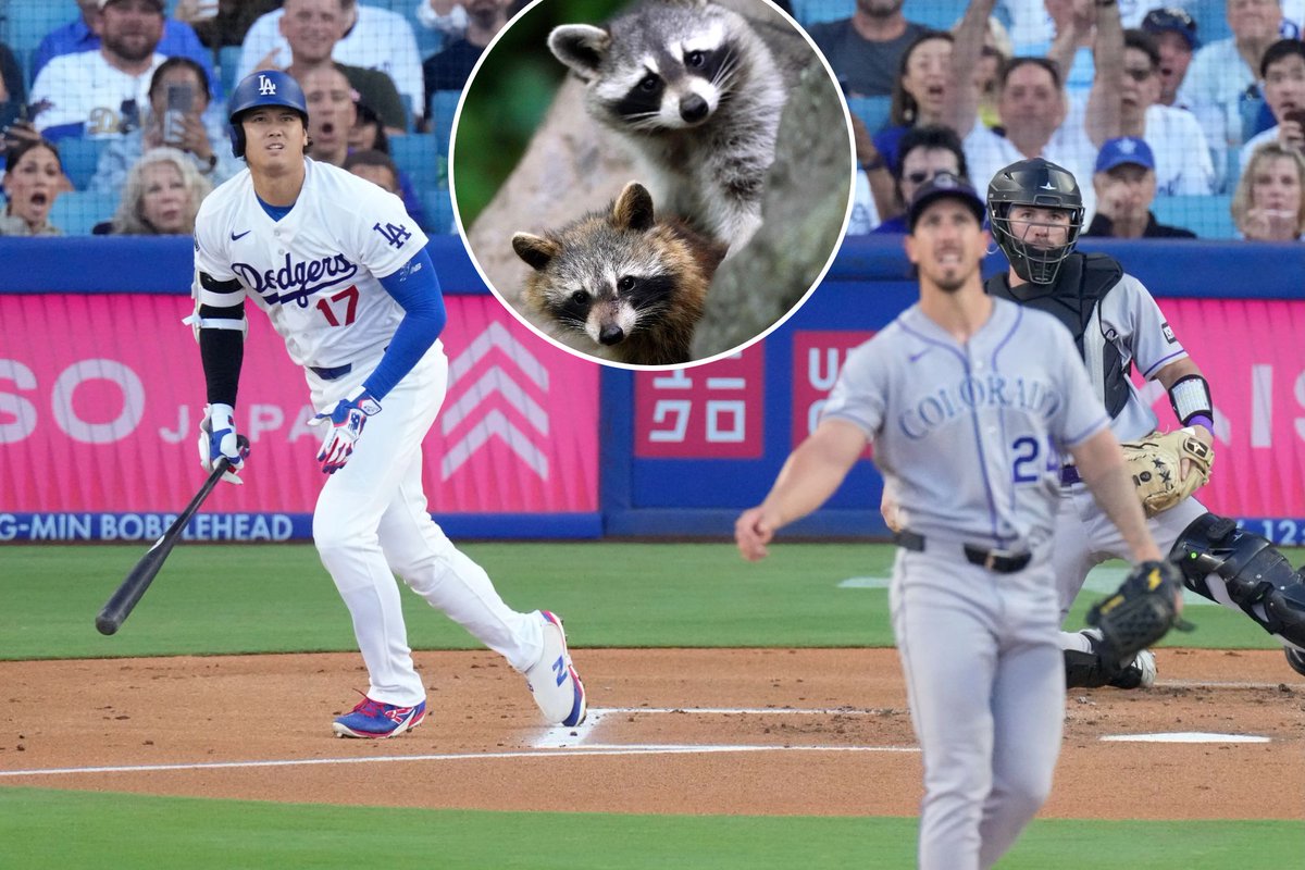 californiapost's tweet photo. Move over, Shohei! Two adorable baby raccoons steal show at Dodger Stadium https://t.co/tLClRIxSzS https://t.co/0sp4dKMrJW