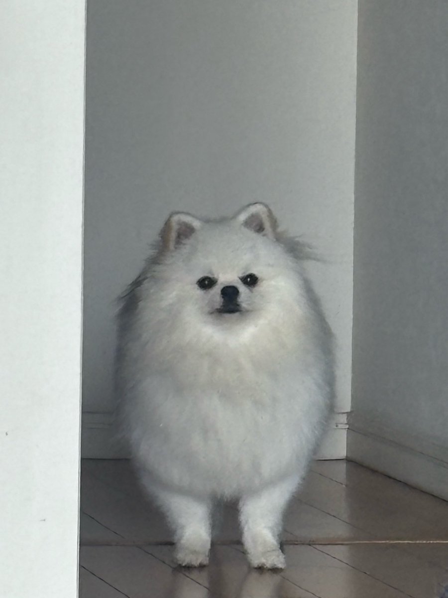omaparidog's tweet photo. いくら名前呼んでも出てこないのに「お利口さんどこー？」って言ったら出てくる、自認お利口さん犬 https://t.co/OEMjQM6TC9