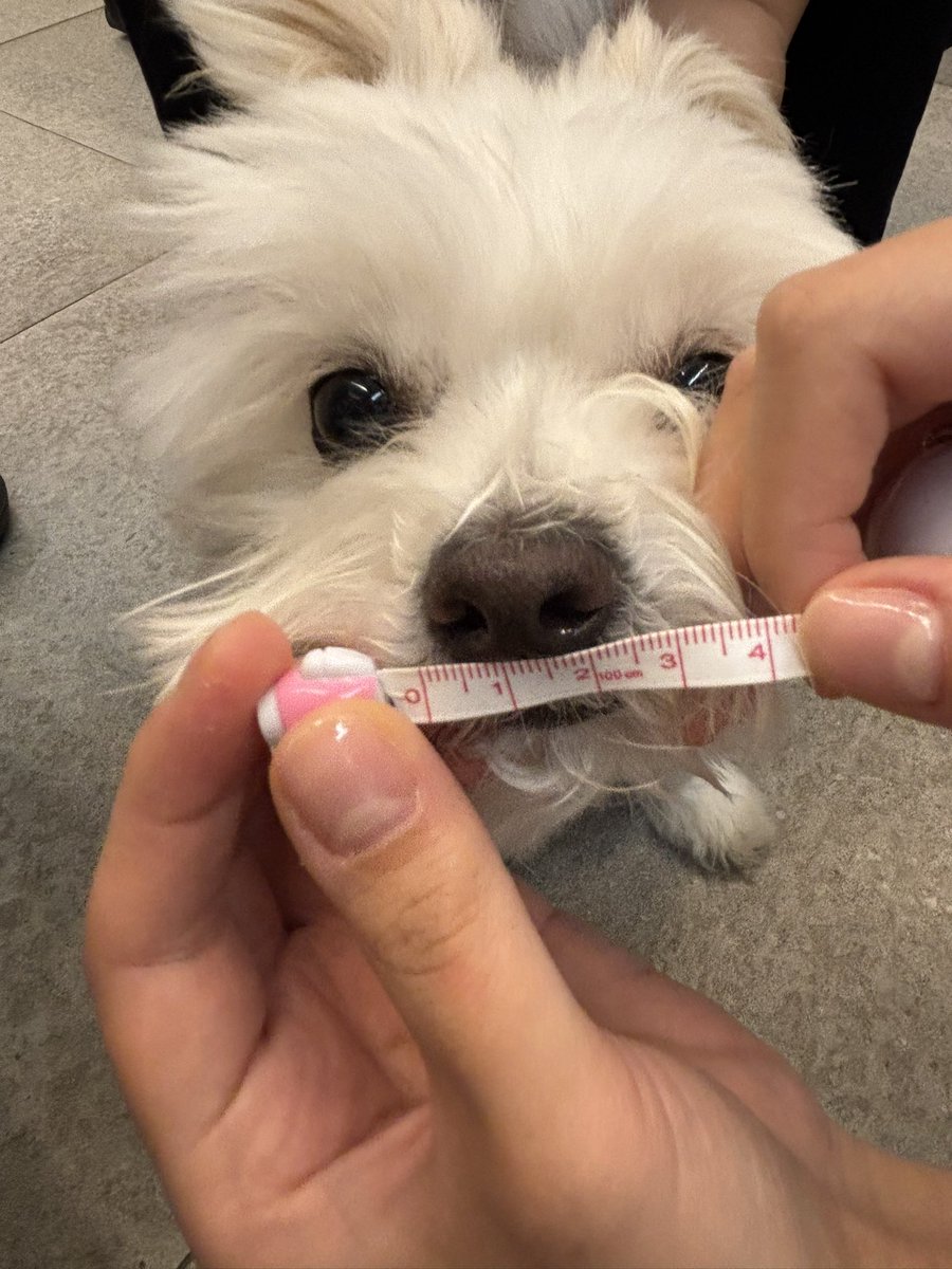 Noopppp_y's tweet photo. 정확히 2.5센티입니다 https://t.co/AkLd8DS01Q