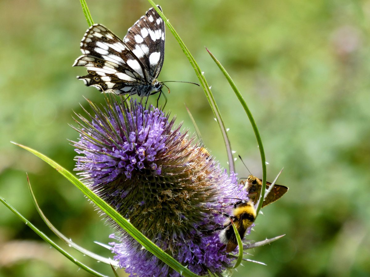 joxeanjel123456's tweet photo. ASTALARRA (Dipsacus fullonum). Biltzen duen euri uretan ohikoa da erdi deskonposatutako ornogabeen arrastoak aurkitzea, eta horrek haien ohitura haragijaleekin espekulatzera eraman du, nahiz eta landare haragijaleetan espezializatutako liburuetan inoiz ez duten sartu. https://t.co/xTpmFSSbGj