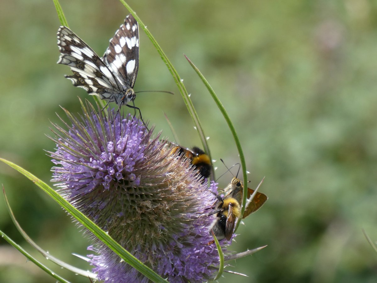 joxeanjel123456's tweet photo. ASTALARRA (Dipsacus fullonum). Biltzen duen euri uretan ohikoa da erdi deskonposatutako ornogabeen arrastoak aurkitzea, eta horrek haien ohitura haragijaleekin espekulatzera eraman du, nahiz eta landare haragijaleetan espezializatutako liburuetan inoiz ez duten sartu. https://t.co/xTpmFSSbGj