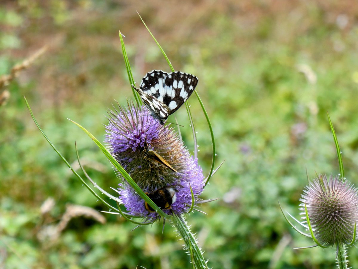 joxeanjel123456's tweet photo. ASTALARRA (Dipsacus fullonum). Biltzen duen euri uretan ohikoa da erdi deskonposatutako ornogabeen arrastoak aurkitzea, eta horrek haien ohitura haragijaleekin espekulatzera eraman du, nahiz eta landare haragijaleetan espezializatutako liburuetan inoiz ez duten sartu. https://t.co/xTpmFSSbGj