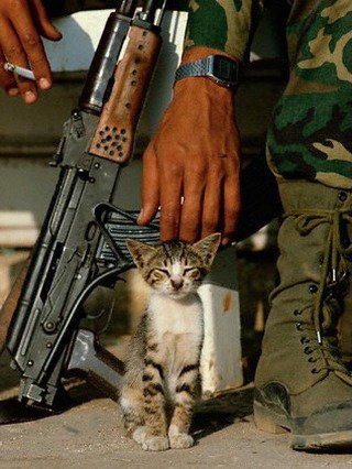 Iman4ii's tweet photo. A Palestinian Soldier petting a kitten while smoking a cigarette in Beirut Lebanon June 1982 https://t.co/AYzKUU6COZ