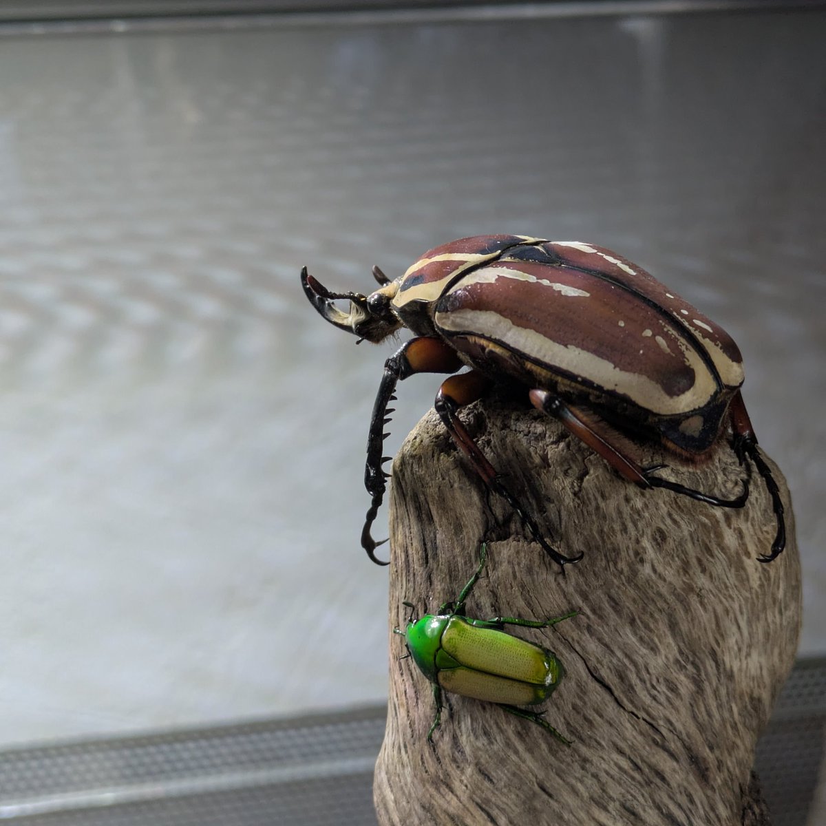 colligocritters's tweet photo. 9/11 bug has passed away today at 7 months old 💔 im devastated https://t.co/a8OmbYKr6u