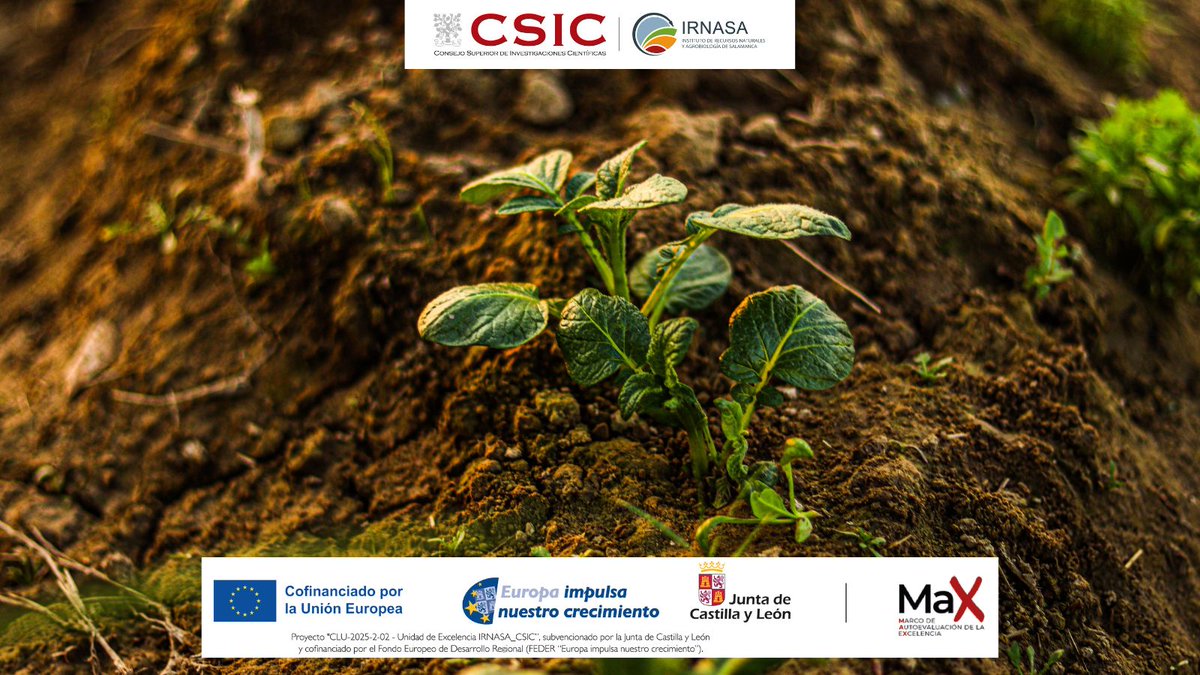 irnasa_csic's tweet photo. 📢 New paper out!
📜 "Soil and genotype-driven resource allocation trade-offs shape root exudation across crop species", published in 'Plant and Soil'
👩‍🔬 With the participation of Carmen Escudero Martínez from #IRNASA-CSIC
🔗 https://t.co/GkbqZGDKns https://t.co/nSyRwB3L6B