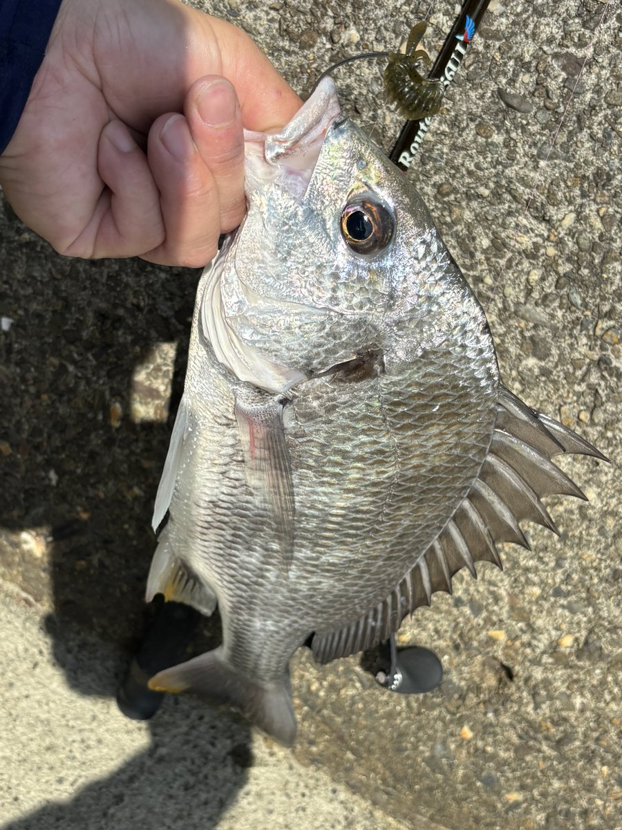 namatamanama's tweet photo. そのうち黒鯛飯とか黄鰭飯とか鯒飯とか雷魚飯とか穴熊飯とか、、、言い出すのかもしれない ね 🤔　
　
#雷魚通信 #snakehead 
#黒鯛通信 #blackporgy 
#tulalajp #RoutesS56UL 
#BOMBADA #ボンバダ 
#Lutador55 #ルタドール55 https://t.co/WbBEMAncxO