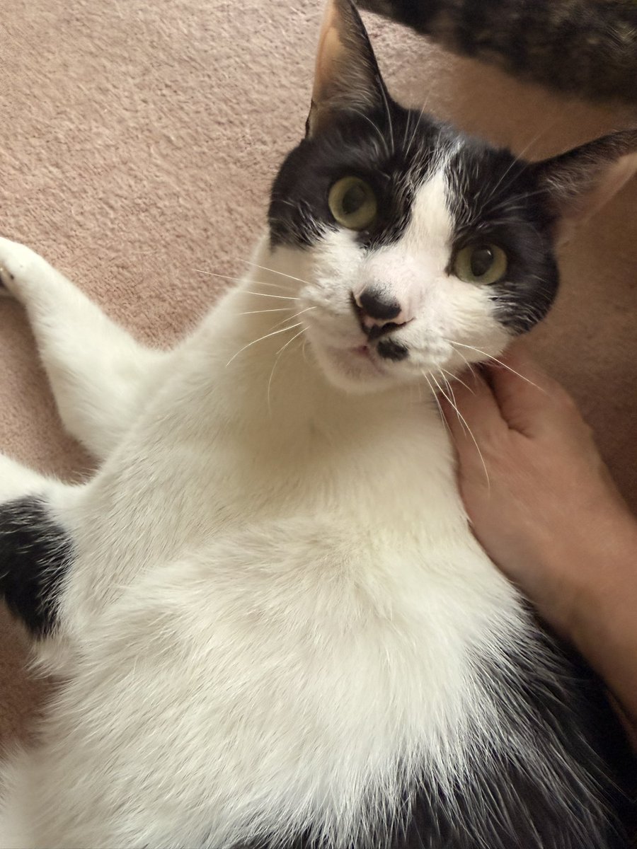 okhoneko's tweet photo. 保護活動をされていた方が亡くなられ、この子たちは行き場を失いました。

私たちが引き継ぎ、
保護に向けて動き始めています。

健康チェックや必要なケアを行った後、里親募集を開始します。
#保護猫 #里親募集中 #北見市 https://t.co/vSIrjmAuCy