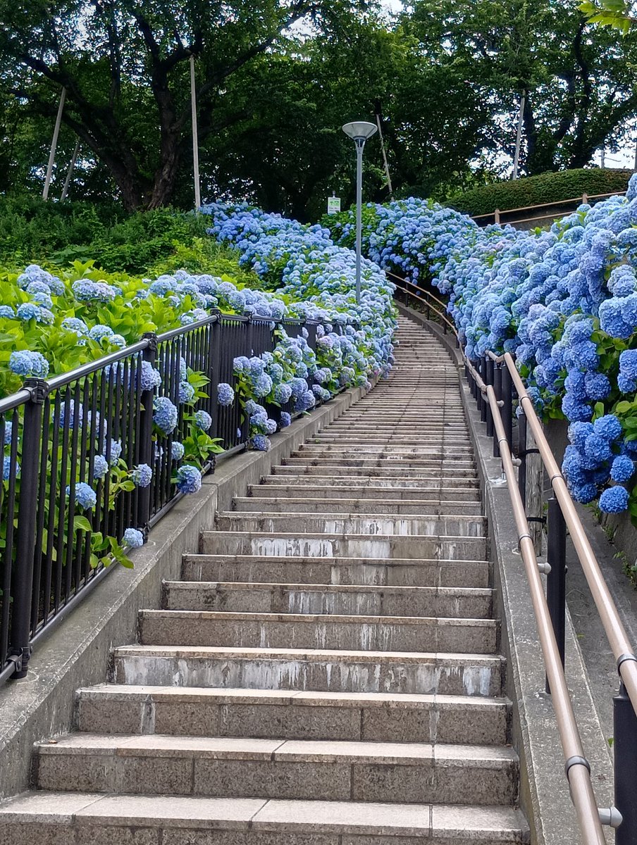 maywey7's tweet photo. 紫陽花😄 https://t.co/C5KJtFSqDD