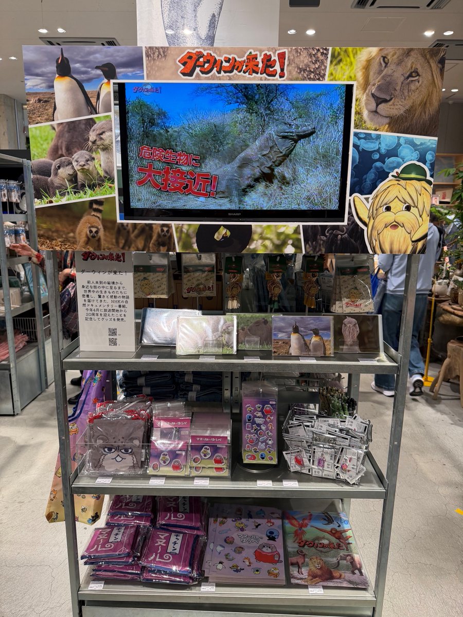 darwin_zoo's tweet photo. 🔍銀座ロフトで見てきた！

「ダーウィンが来た！」グッズがたくさん並んでいました
もちろんマヌ～ルのゆうべのグッズも…！
どれもかわいくて、迷います👀

ちなみに、最近人気のぷっくりシールもあります。

#ダーウィンが来た
#旅する水族館 https://t.co/IBLyULDTAH