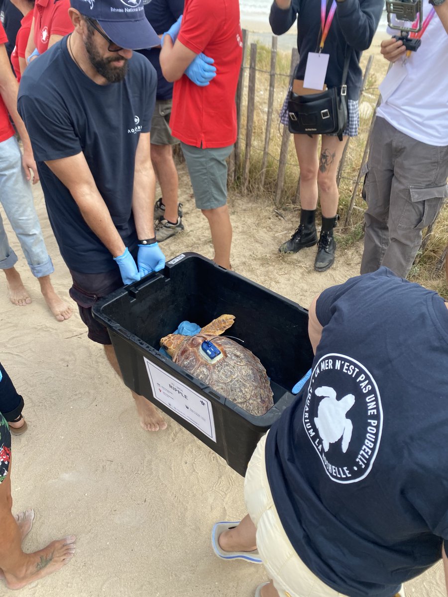 Gendarmerie_017's tweet photo. 🐢🌊 33 tortues ont retrouvé l'océan sur l'Île de Ré après leur prise en charge par l'Aquarium de La Rochelle. Les gendarmes et les plongeurs de la Gendarmerie étaient mobilisés pour sécuriser cette remise à l'eau. 

Une belle action pour la biodiversité marine ! 🌍 https://t.co/nBNwpUSlpT