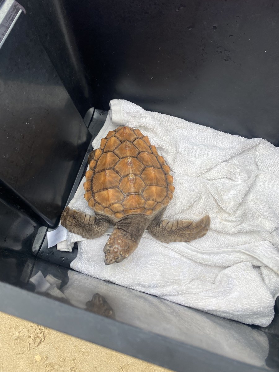 Gendarmerie_017's tweet photo. 🐢🌊 33 tortues ont retrouvé l'océan sur l'Île de Ré après leur prise en charge par l'Aquarium de La Rochelle. Les gendarmes et les plongeurs de la Gendarmerie étaient mobilisés pour sécuriser cette remise à l'eau. 

Une belle action pour la biodiversité marine ! 🌍 https://t.co/nBNwpUSlpT