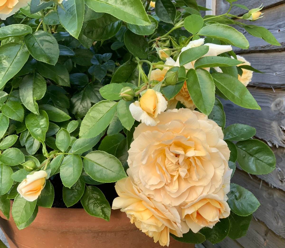 rosesukroses's tweet photo. ‘It’s A Wonderful Life’ has taken on a peachy hue, complete with colour-coordinated spider.
Have a good day everyone, take care, stay cool. 
#RoseWednesday https://t.co/HGT84ySUzb