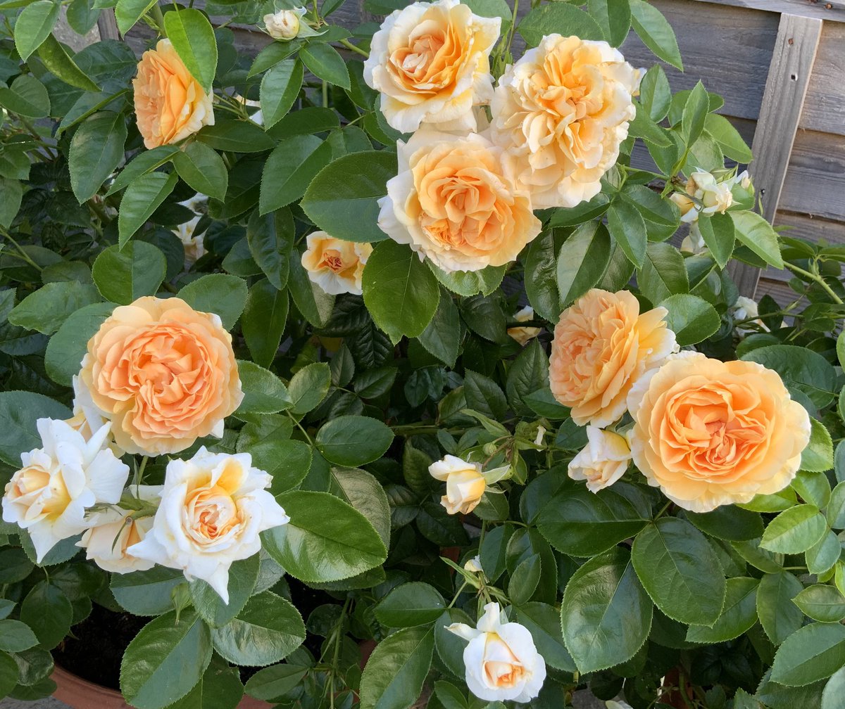 rosesukroses's tweet photo. ‘It’s A Wonderful Life’ has taken on a peachy hue, complete with colour-coordinated spider.
Have a good day everyone, take care, stay cool. 
#RoseWednesday https://t.co/HGT84ySUzb