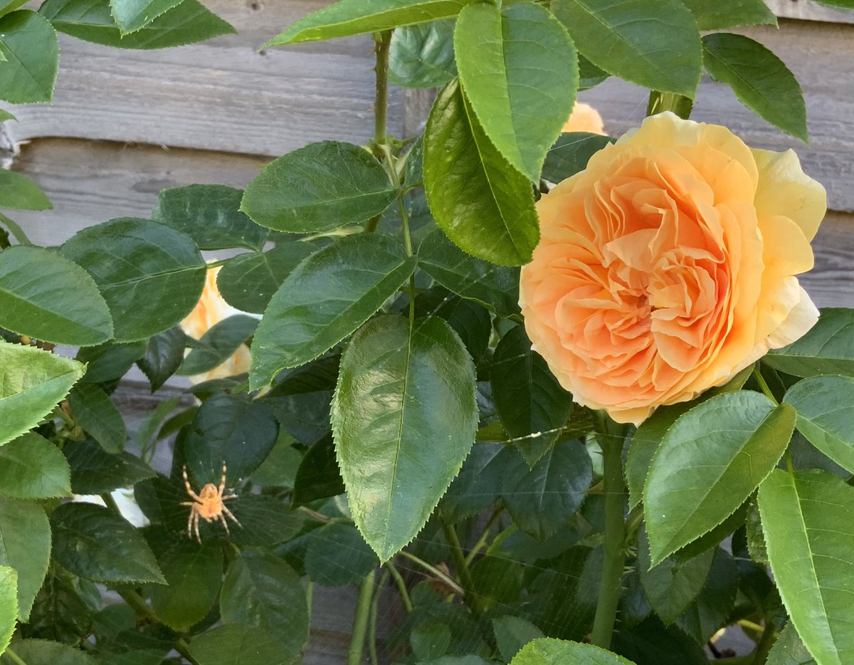 rosesukroses's tweet photo. ‘It’s A Wonderful Life’ has taken on a peachy hue, complete with colour-coordinated spider.
Have a good day everyone, take care, stay cool. 
#RoseWednesday https://t.co/HGT84ySUzb