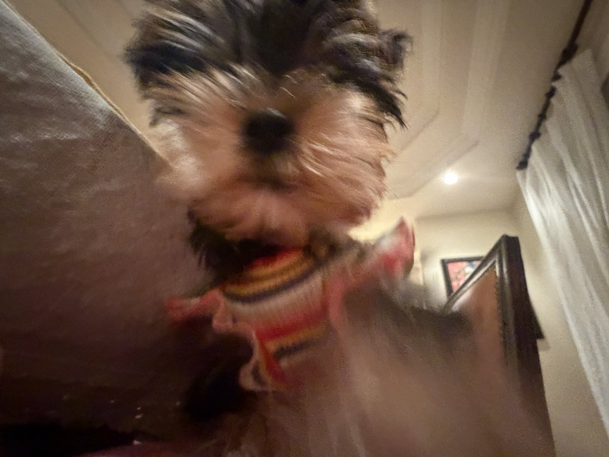 sally_amaki's tweet photo. インヌにボコボコにされた🐶

My dog decided it was my last day here 🌍 https://t.co/bTdvsEDNeD