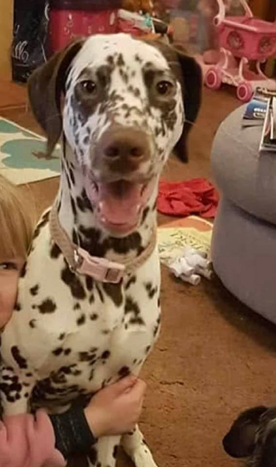 MissingPetsGB's tweet photo. #NORFOLK #PE32 Pixie is still missing. Her family miss her so much and are still out searching daily. Please if you see or hear anything call the number on the post. We just want her home.  Please continue to share🙏 https://t.co/hznb3JaHmz
