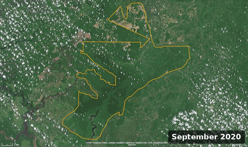 AidaGreenbury's tweet photo. An Indonesian pulp and paper giant blamed the government for fibre shortages after it revoked permits of four key suppliers earlier this year due to environmental and social concerns. As a result, the company has weakened its Deforestation-Free policy and is now using two companies that have faced some of the country’s most significant recent forest losses as suppliers. 

https://t.co/uZZuanjN9T