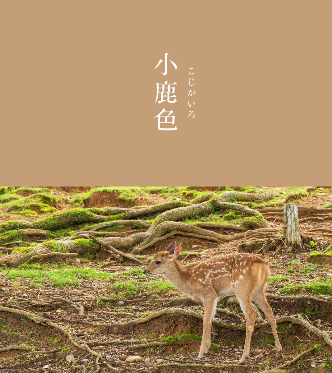 543life's tweet photo. 小鹿色（こじかいろ）｜#にっぽんのいろ

ほんわかと優しく淡い茶色が、愛らしい鹿の子どもの体毛を思わせます。
『万葉集』にも詠まれたように、鹿は古くから日本人に親しみのある動物でした。色鉛筆の色名にも取り入れられるなど子どもたちにも人気の色ですね。

7月のにっぽんのいろは、暦生活のサイトからご覧いただけます🌖
https://t.co/0Ymfy69bAi