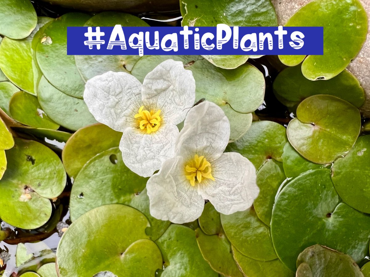 wildflower_hour's tweet photo. With warmer temperatures forecast for the end of the week hopefully you’ll appreciate a watery theme for this week’s challenge! Find wild or naturalised aquatic plants in bloom and share for #wildflowerhour this Sunday 8-9pm using the hashtag #AquaticPlants 💦🌱 https://t.co/OX8viK9jCi