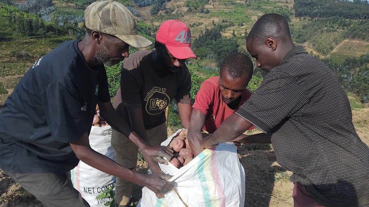 KarongiDistr's tweet photo. Ibirayi mureba, ejo abaturage babisaruye muri Gashari. Babihinze ku bufatanye bw'Akarere na @FH_Rwanda Guhera mu mwaka ushize ubuyobozi bw'Akarere bwabakanguriye kubihinga. Mu gihembwe gishize bahinze T247,000 kuri Ha 988. Muri iki bahinga  T3,000 kuri Ha 1200 (ahari amazi). https://t.co/cV4sW7u4Bg