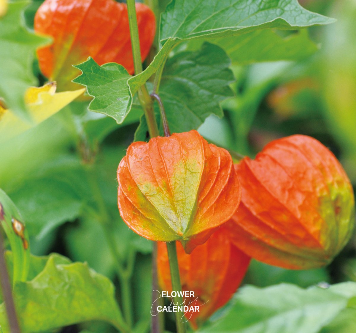543life's tweet photo. ホオズキ｜花の日めくり

花言葉「私を誘惑して」

北海道、本州、四国などに自生するナス科の多年草。
6〜9月に提灯のような形になり、中には赤い実が出来ます。東京・浅草寺では「四万六千日」の縁日に伴い、「ほおずき市」が開催されます。

▼暦生活｜日本の季節を楽しむ暮らし｜365日、毎日暦のお話をお届けします♪
https://t.co/xJV2YNFkYT