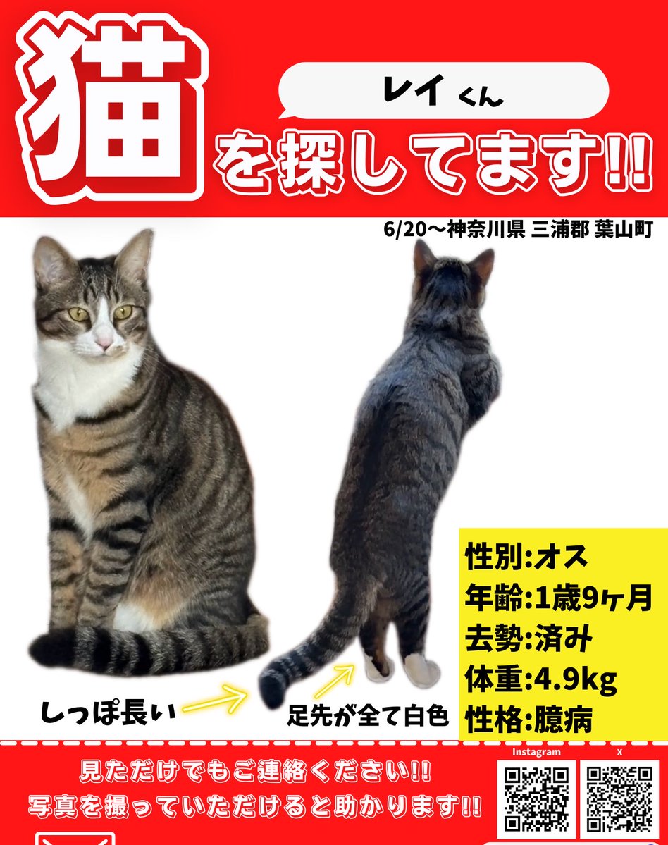 PETHELP1997's tweet photo. ⚠️【猫を探しています】⚠️ 拡散希望⚠️

日時・6月20日から迷子猫

場所・ 神奈川県・三浦郡・葉山町

名前・レイくん(オス)

情報・年齢1歳9ヶ月・体重4.9キロ・去勢済み

特徴・しっぽ長い、足先が全て白

見かけたらご連絡お願いします🙌

#迷子猫 #猫 #ペット探偵 #猫探偵 #迷子ペット #拡散希望 #神奈川県 #三浦郡 #葉山町