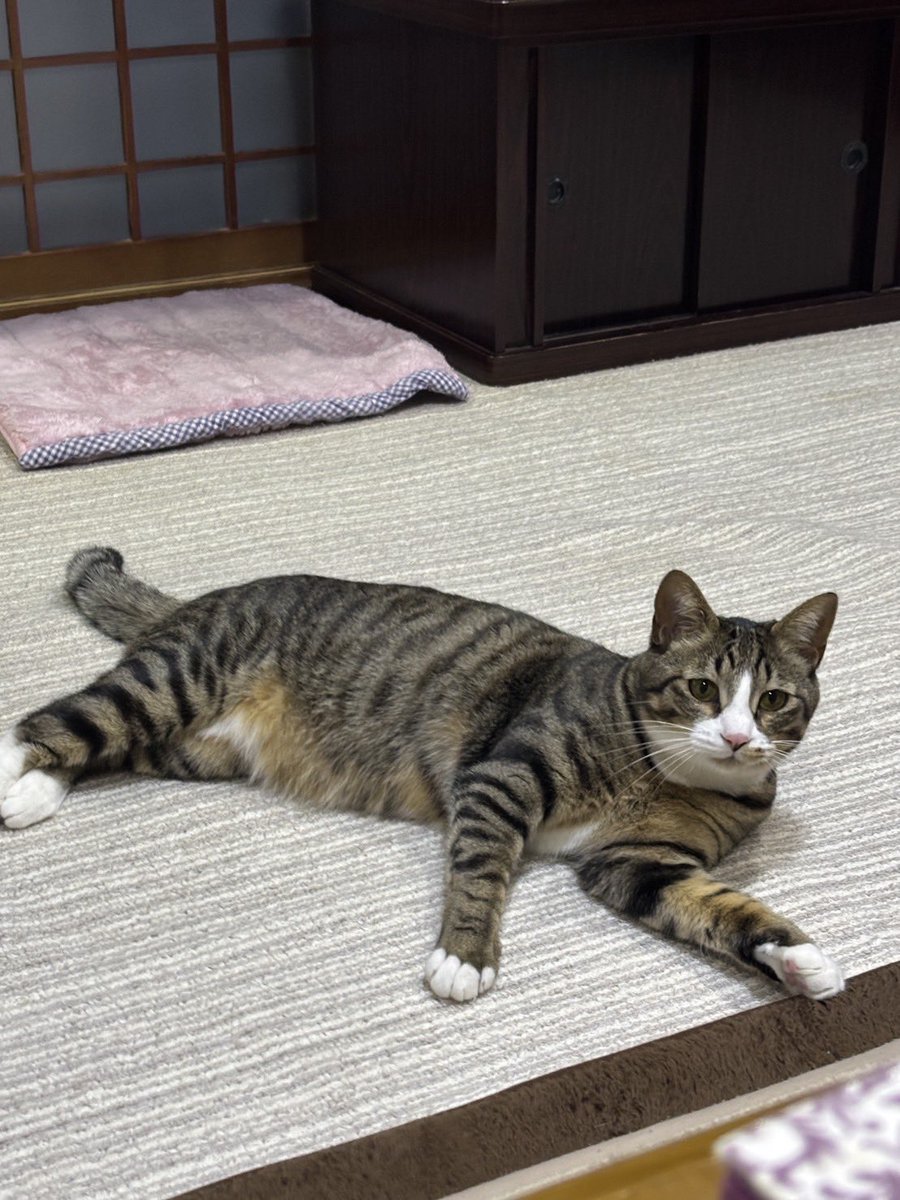PETHELP1997's tweet photo. ⚠️【猫を探しています】⚠️ 拡散希望⚠️

日時・6月20日から迷子猫

場所・ 神奈川県・三浦郡・葉山町

名前・レイくん(オス)

情報・年齢1歳9ヶ月・体重4.9キロ・去勢済み

特徴・しっぽ長い、足先が全て白

見かけたらご連絡お願いします🙌

#迷子猫 #猫 #ペット探偵 #猫探偵 #迷子ペット #拡散希望 #神奈川県 #三浦郡 #葉山町