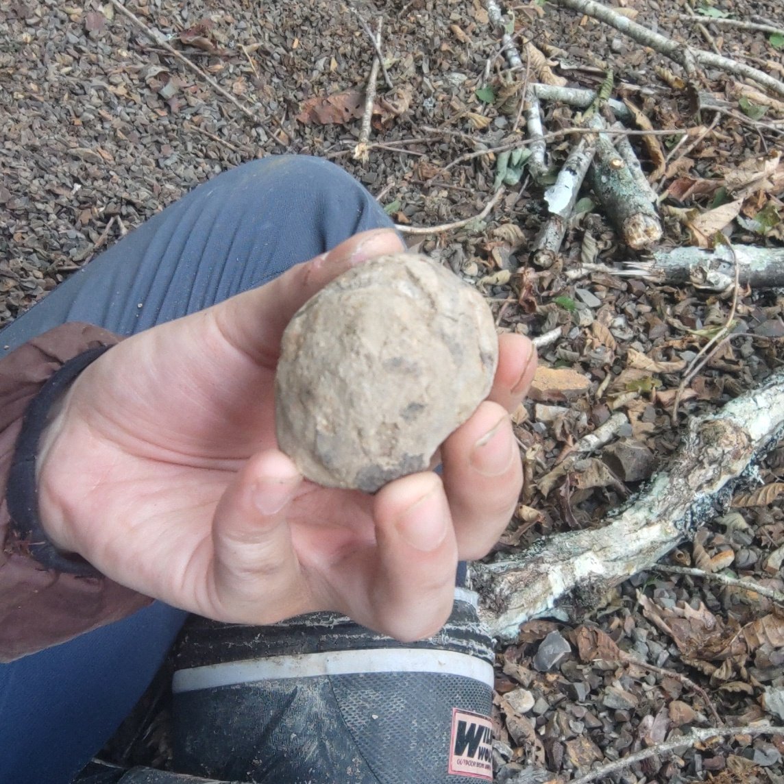 Chishitsu's tweet photo. 萎んだジャガイモ🥔の化石みたいな石が落ちていたんだけど、割ったら中からカニの爪?みたいなの出て来たんだけど😆
意味分かんないなすぎ😆イモの化石じゃないんかいww https://t.co/pRBli7CGwF