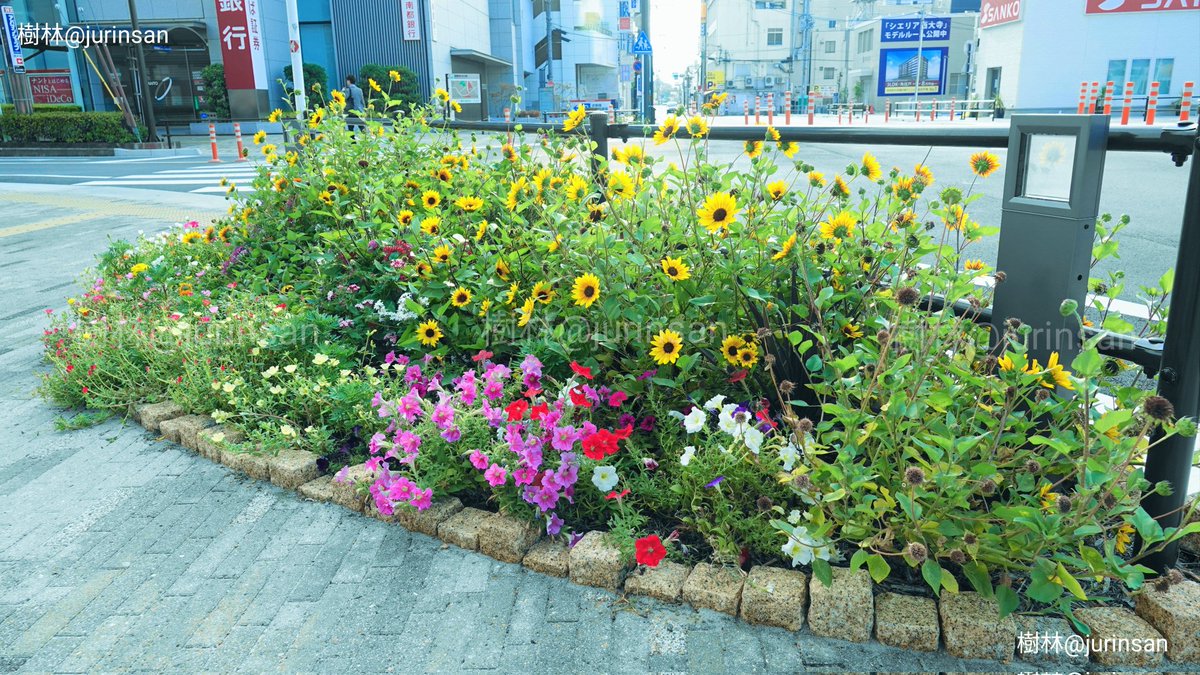 winchangyo's tweet photo. 2022年7月8日🌿
近鉄大和西大寺駅北側出口で安倍首相は銃撃され他��されました。花壇が設けてあったのでブラックサンダーをお供えしました。以前あの方がこの菓子を買っていたのを見た事があります、きっと好物だったに違いありません。お祈りを済ませた後、その菓子は丁寧に包んで持って帰りました https://t.co/k9GvnA4H9j