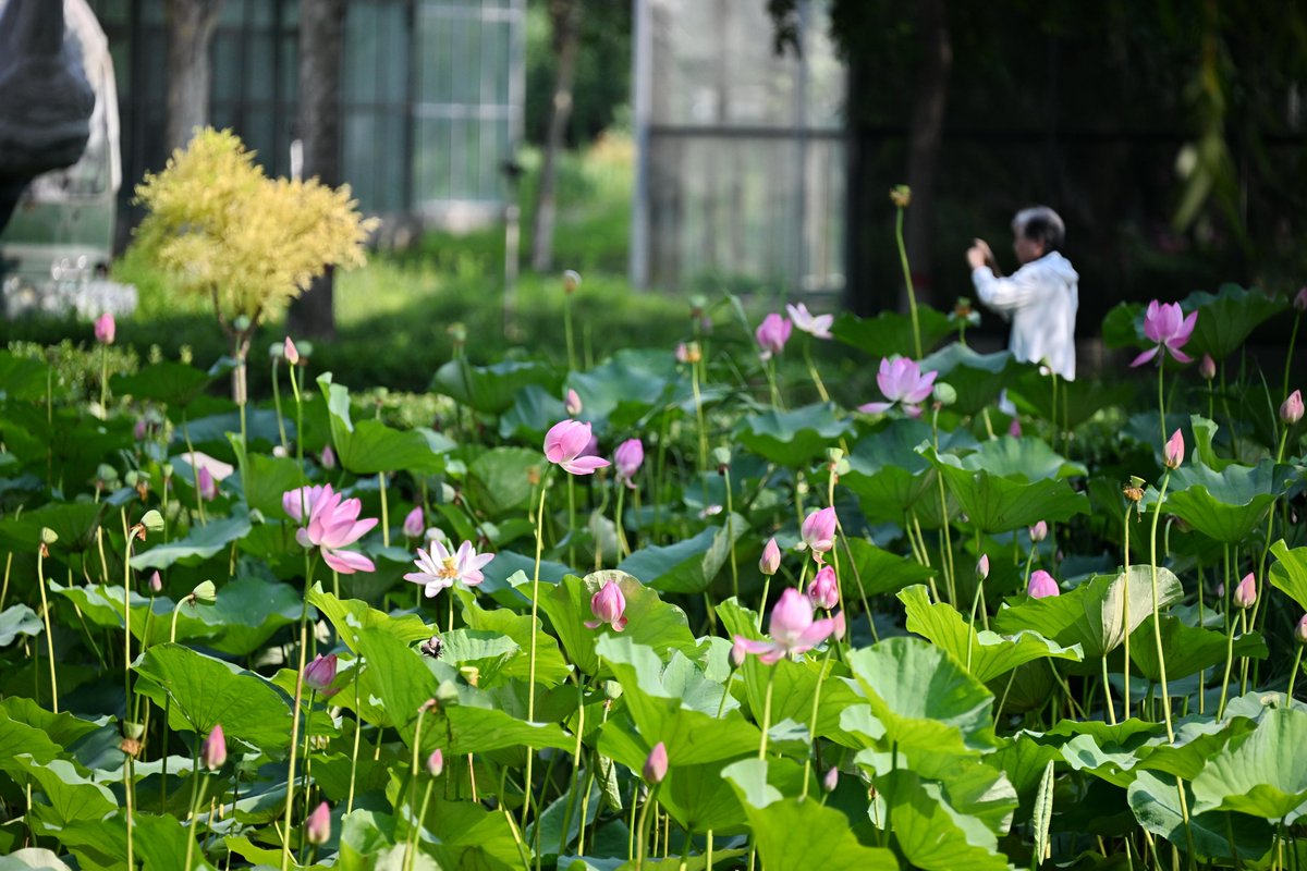 XHNews's tweet photo. Since the establishment of Xiong'an New Area in north China, Baiyangdian Lake has undergone large-scale ecological restoration efforts. The lake's water quality reached Grade III under China's surface water quality standards and has remained stable ever since. https://t.co/PeKStaGtBg