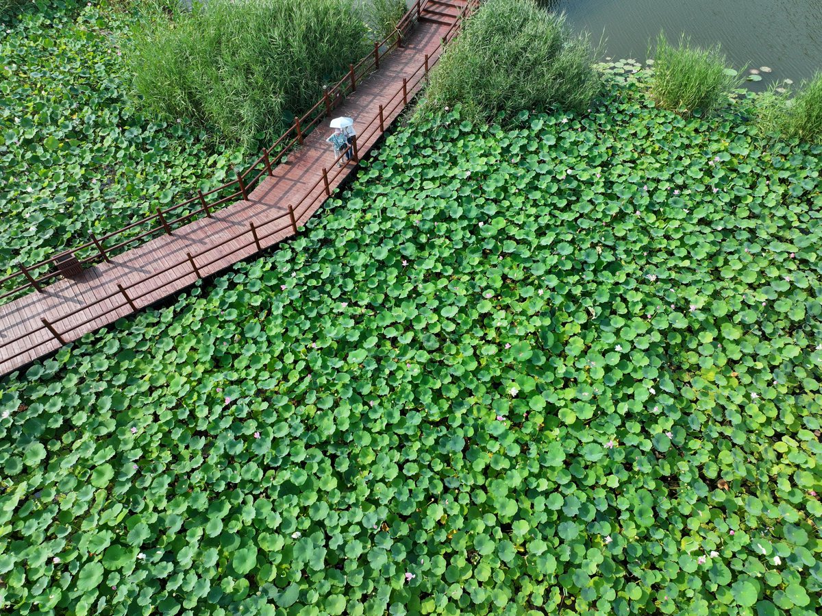 XHNews's tweet photo. Since the establishment of Xiong'an New Area in north China, Baiyangdian Lake has undergone large-scale ecological restoration efforts. The lake's water quality reached Grade III under China's surface water quality standards and has remained stable ever since. https://t.co/PeKStaGtBg
