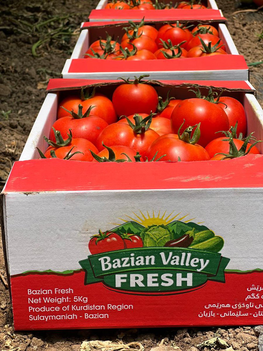 AgroIrak's tweet photo. Reducing food waste starts with stronger value chains. 

Helping farmers cut post-harvest losses &amp; deliver more value from farm to consumer. NL contributes to the vegetable value chain in the KRI through better production practices, enhanced packaging &amp; food safety https://t.co/nHm7vyGf7f