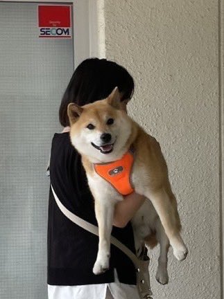 fufufufufu_ta's tweet photo. 階段は疲れるからこうやって登るんだよ https://t.co/UYjiT3Pgkp