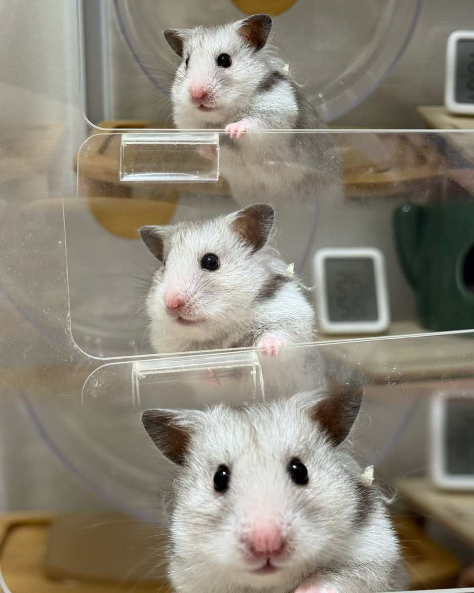 malocha59's tweet photo. ﾖｯ🐹𓂂◌ https://t.co/ZmdFFT2CVd