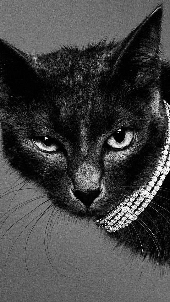 Angel 🐈‍⬛ tweet media