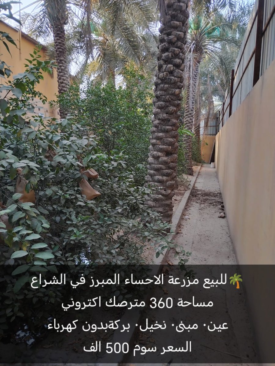 olayan320's tweet photo. #للبيع_مزرعة_بالاحساء https://t.co/VRgSo9TWVG
