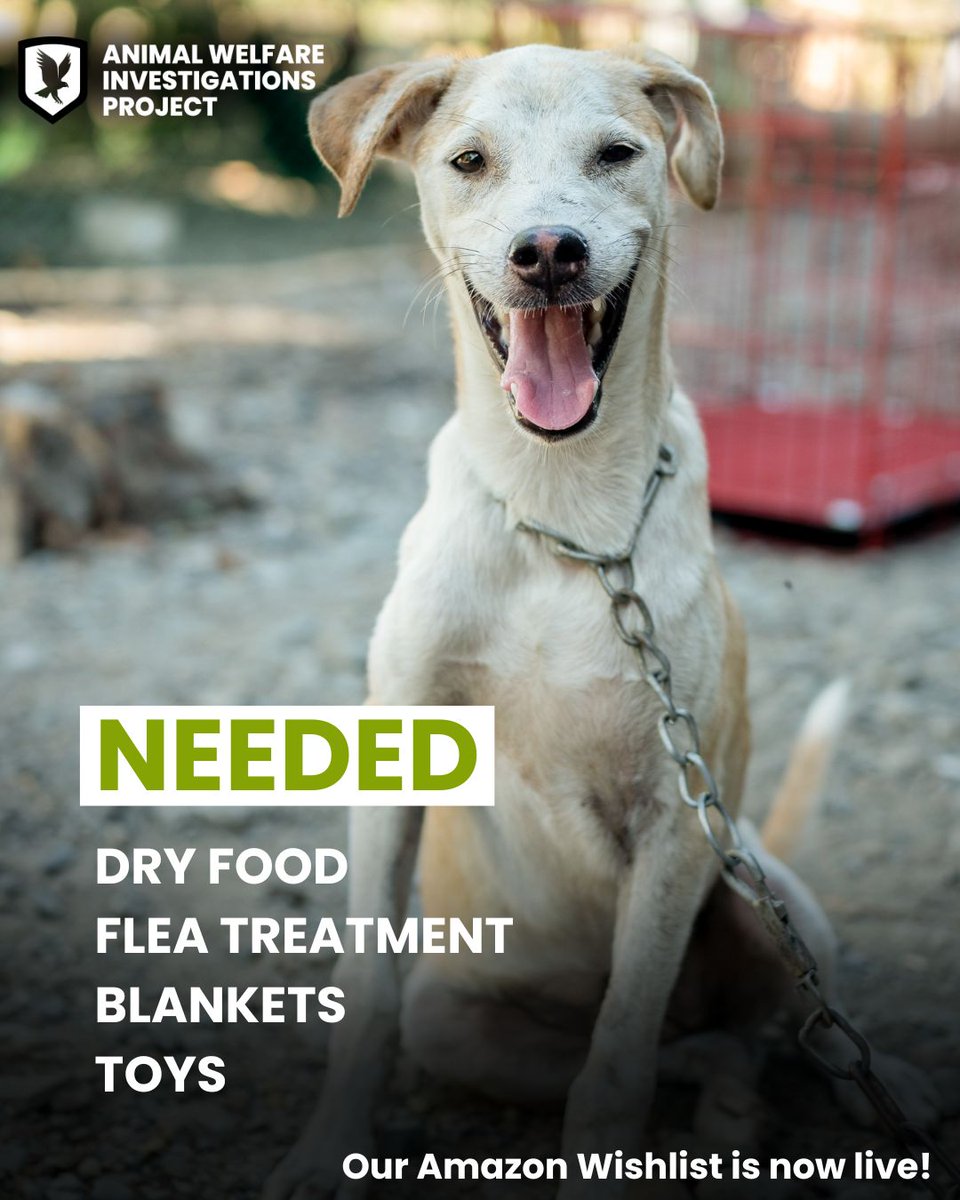 awipngo's tweet photo. Give a gift to a rescued dog today. Our Amazon Wishlist is now open ➡️ https://t.co/Pc0tdDEpjZ 

Many of the dogs at House of Aspin have been rescued from the dog meat trade or dog fighting in the Philippines. https://t.co/wmq1pGAMoh