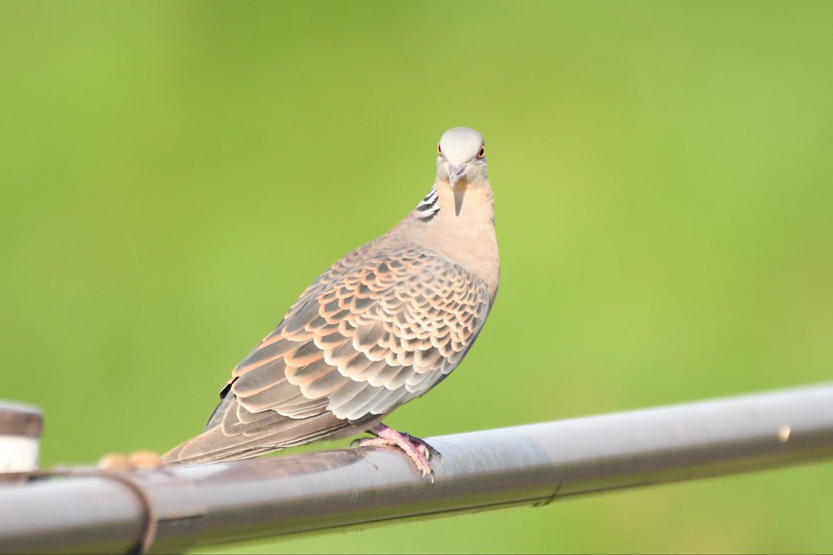 camerabegin's tweet photo. 小顔のイケメン
#キジバト #野鳥 #birds #oriental #turtle #dove https://t.co/AgDAeuPj1X