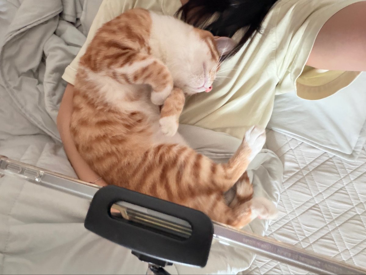suriadventure's tweet photo. 주무시는거 꿀귀예요 https://t.co/MmvWMpIrGm