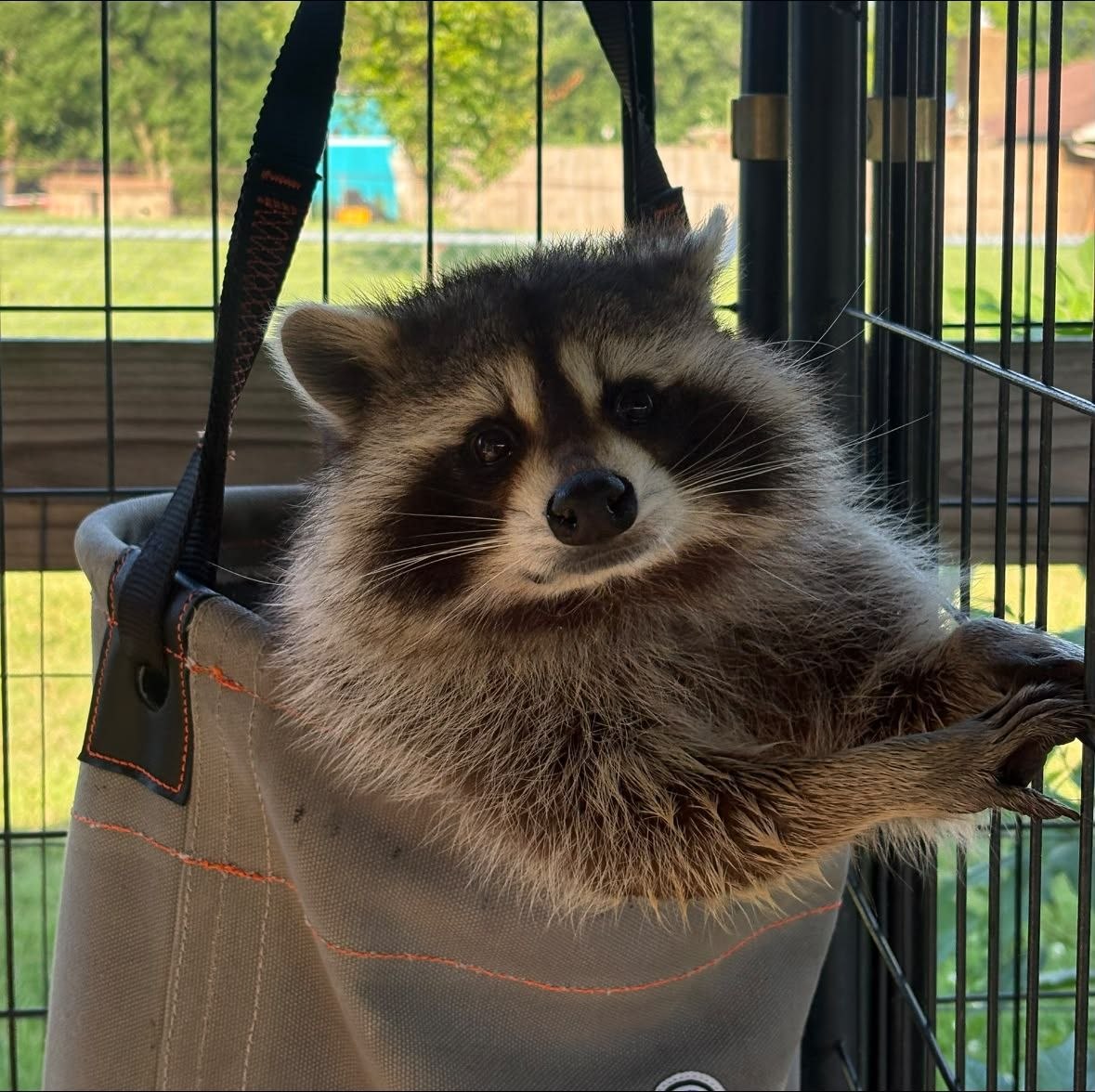 raccoonAuras's tweet photo. https://t.co/vNvceMZTog