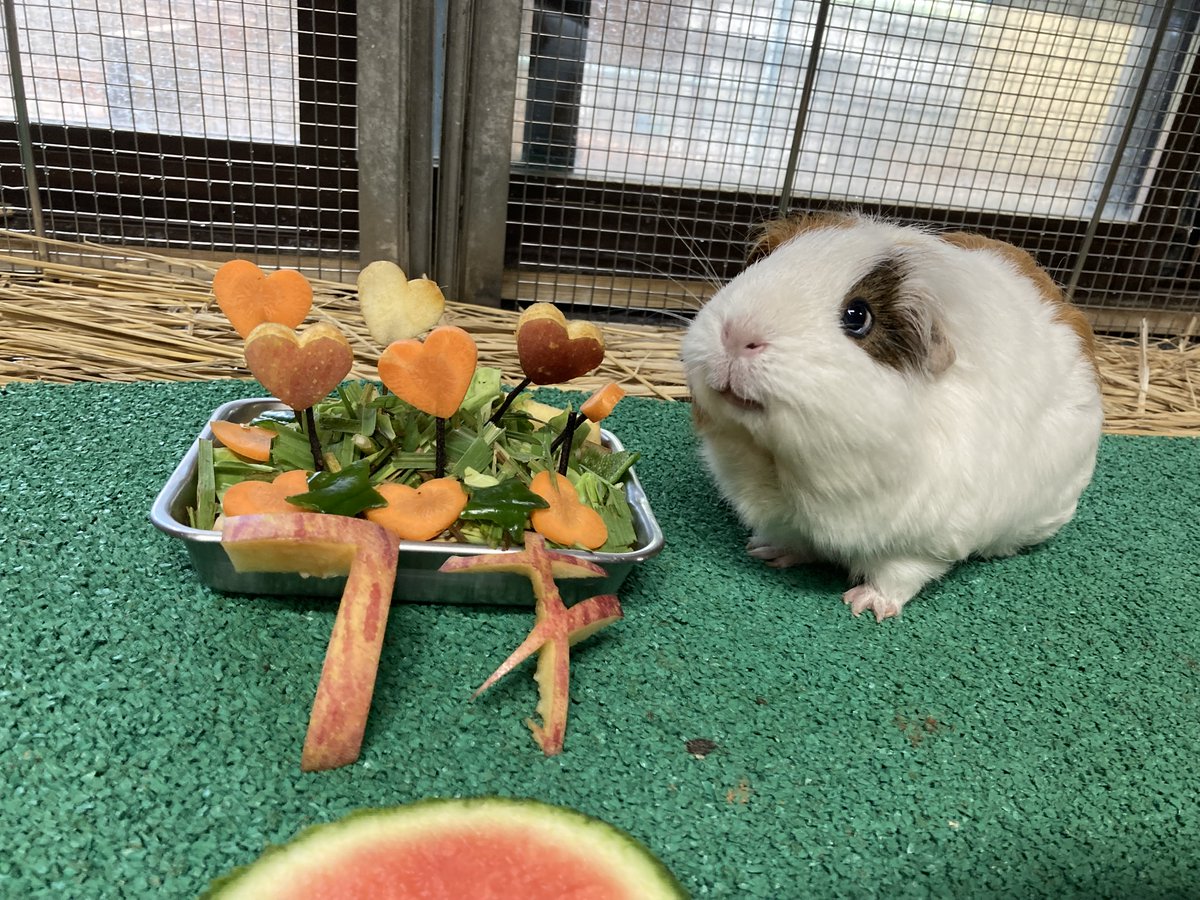 TamaZooPark's tweet photo. 7/6に7才を迎えたモルモットの誕生日をお祝いしました。
現在の群れで最高齢のおばあちゃんですが食べることが大好きでまだまだ元気でいてくれそうです。
おめでとう！

#多摩動物公園　#モルモット https://t.co/v2OVsnpshV