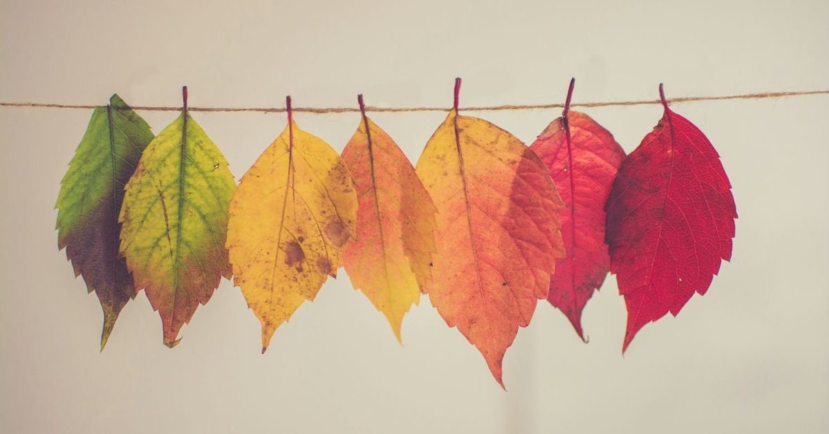 SalaLettura's tweet photo. “E tutte le vite che abbiamo vissuto e quelle che dobbiamo ancora vivere sono piene di alberi e foglie che cambiano.”
—Virginia Woolf

#PauraDelCambiamento a
#SalaLettura https://t.co/4cRXMLbXJl