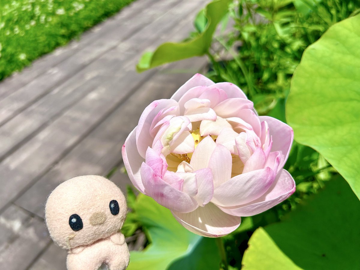 room_maron888 はろにちわ(=^ェ^=) #花