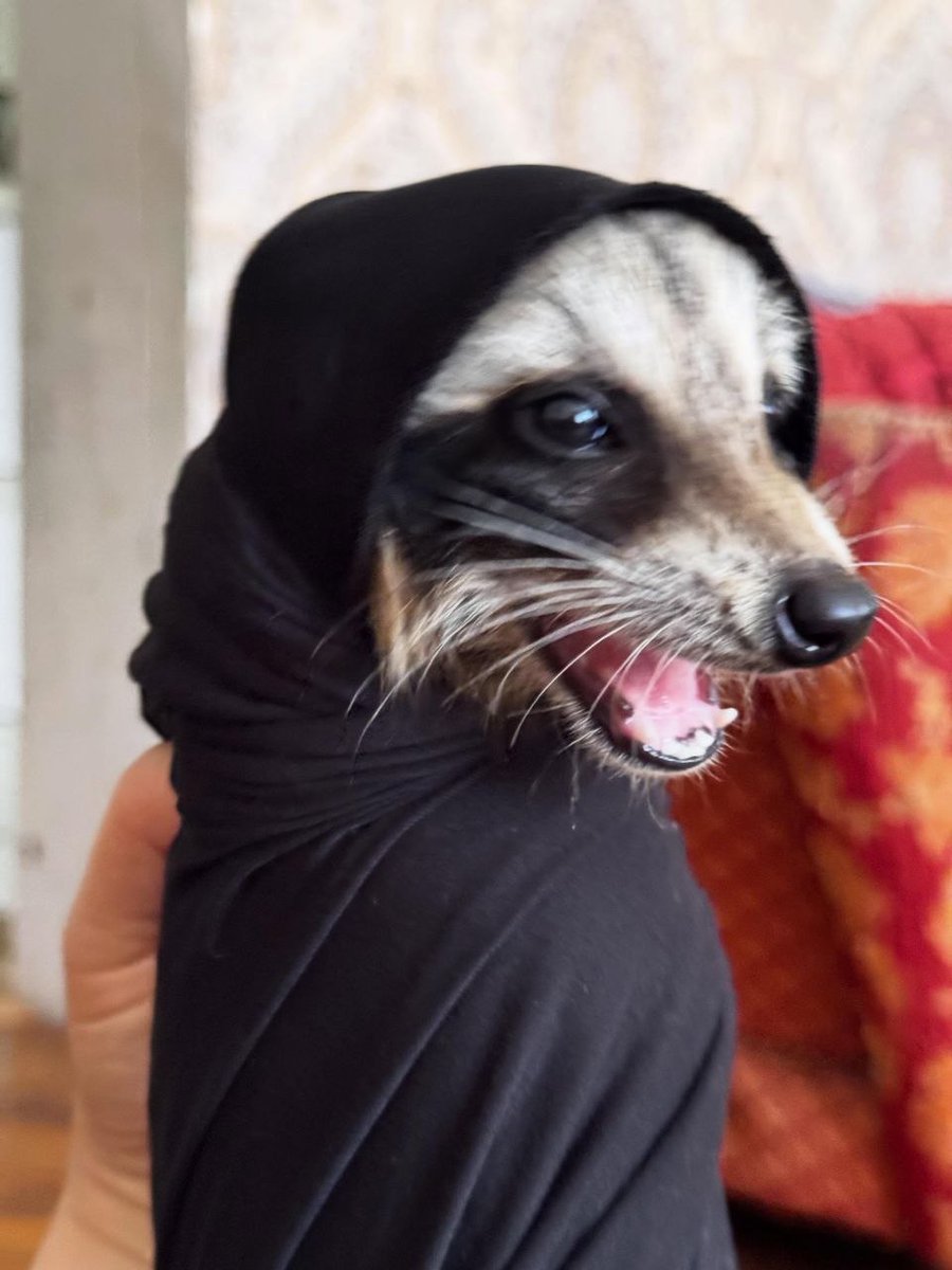 raccoonAuras's tweet photo. https://t.co/frrsN3BVgE