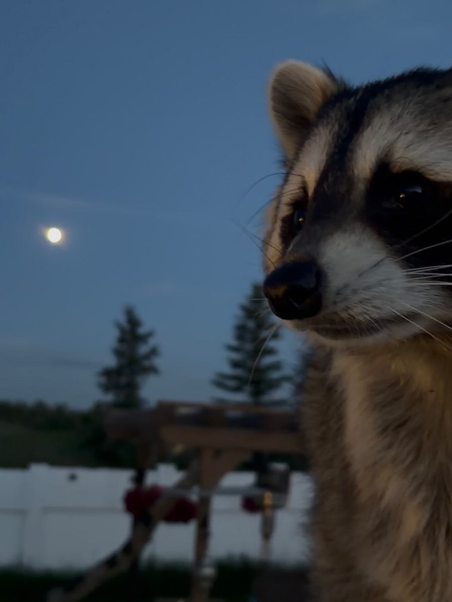 raccoon with confusing auras tweet media
