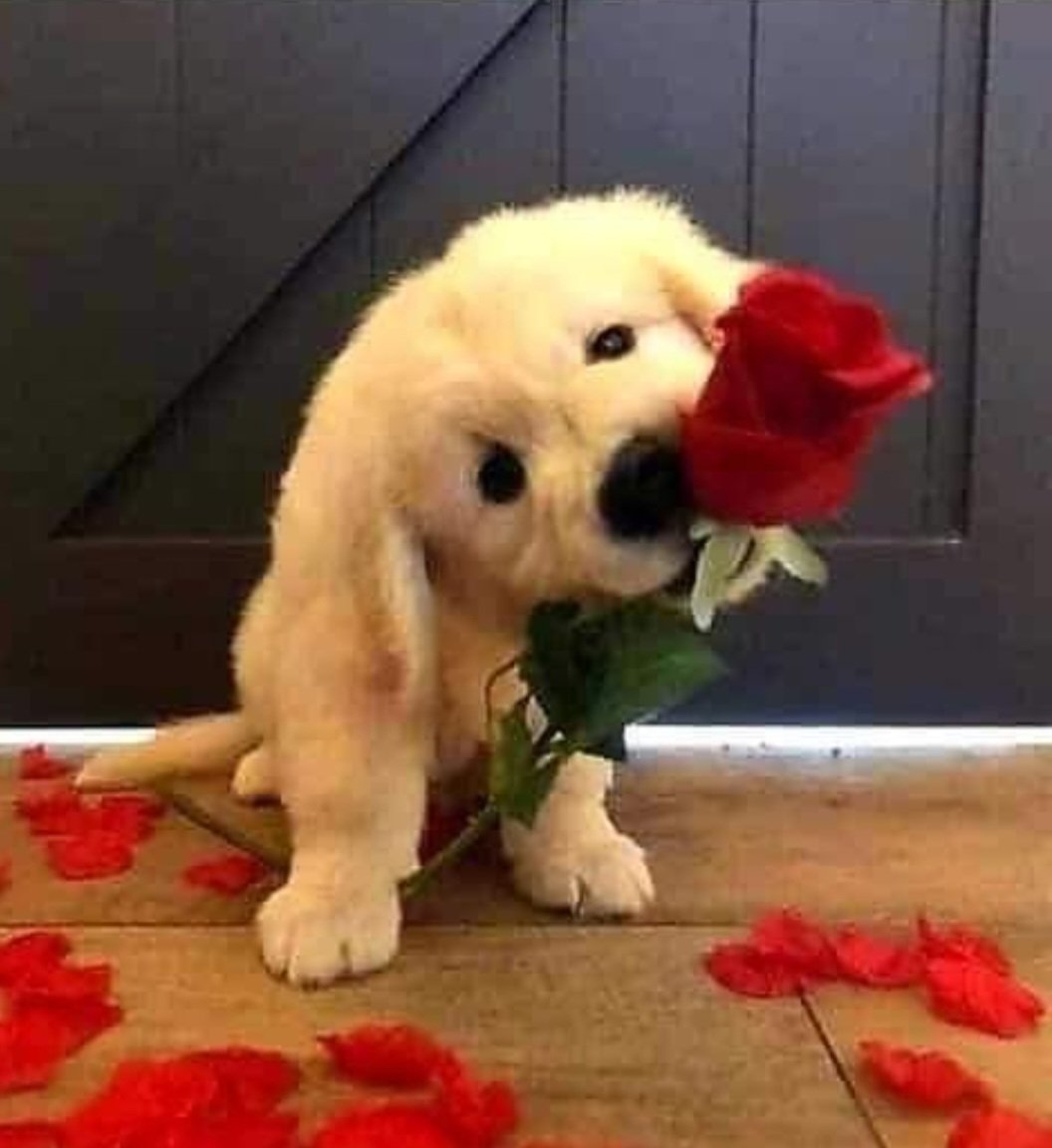 Russell070269's tweet photo. @Ljt10x Happy Birthday 🥳🥳 https://t.co/xDVguGGRbj