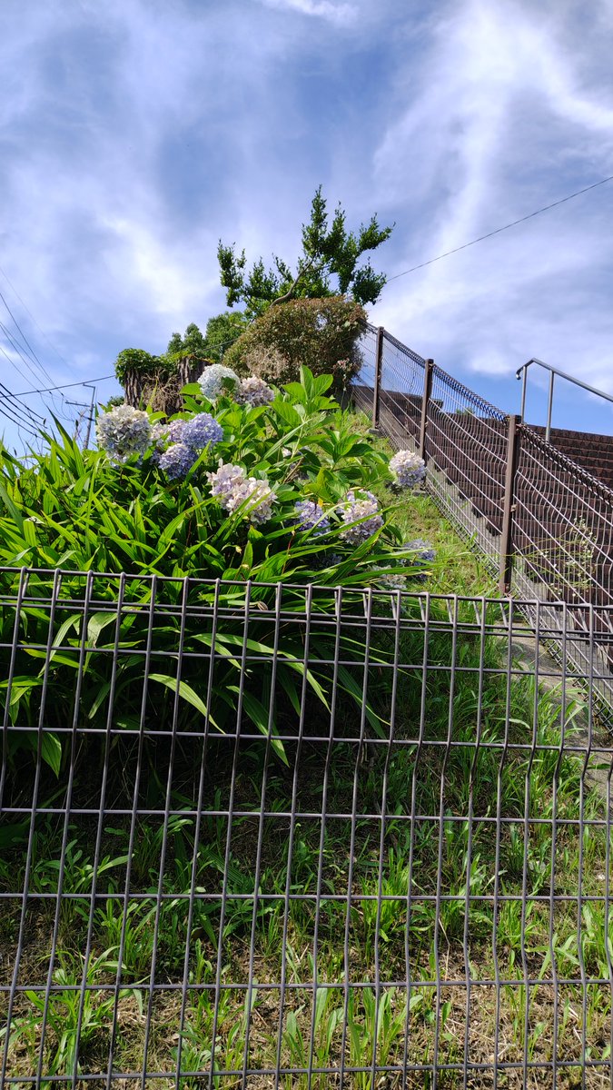 MrBlueCross's tweet photo. 7月8日
兵庫県神戸市西区
近所の紫陽花　その8
#デシンジャー紫陽花フォト2026 https://t.co/ot6epHdah7
